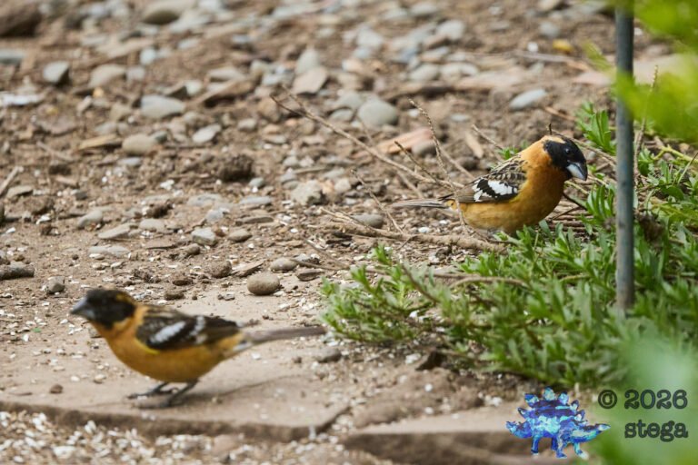 Black-headed Grosbeak