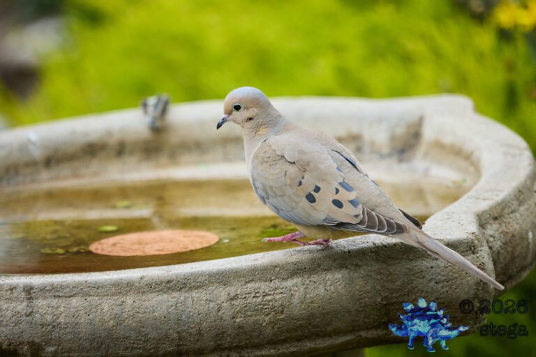 Mourning Dove