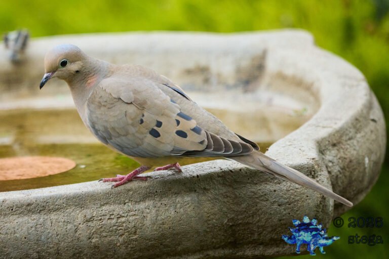Mourning Dove