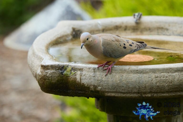 Mourning Dove