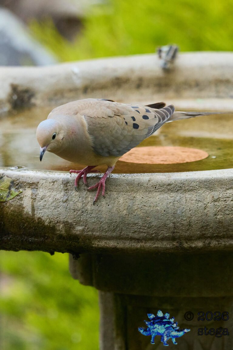 Mourning Dove