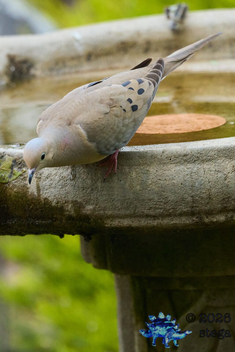 Mourning Dove