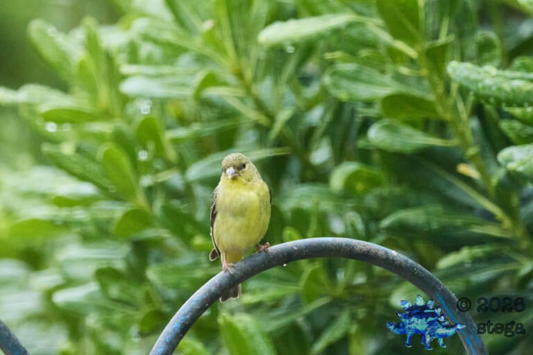 Lesser Goldfinch