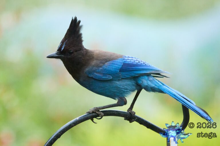 Steller’s Jay