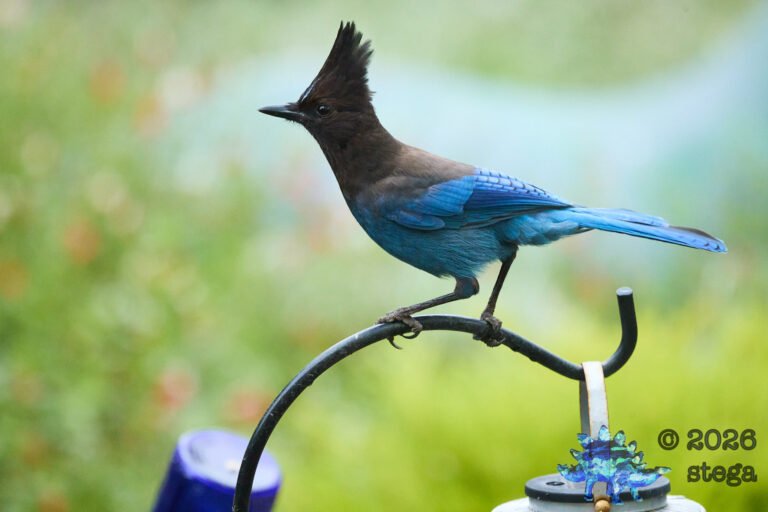 Steller’s Jay