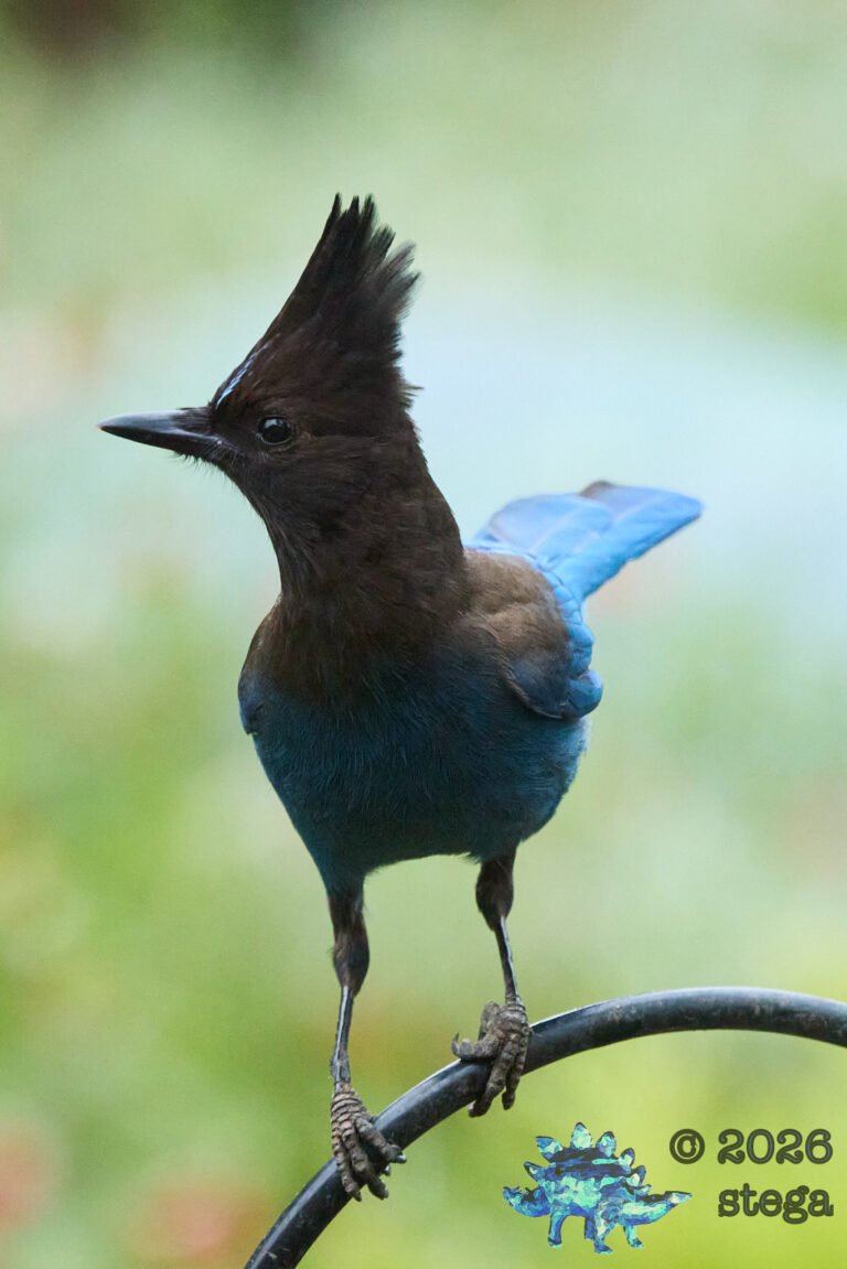 Steller’s Jay