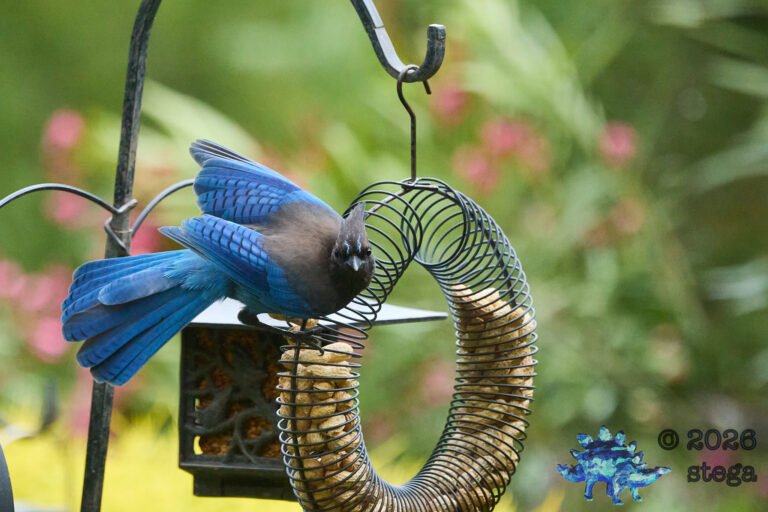 Steller’s Jay