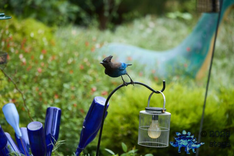 Steller’s Jay