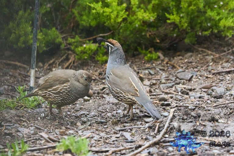 California Quail