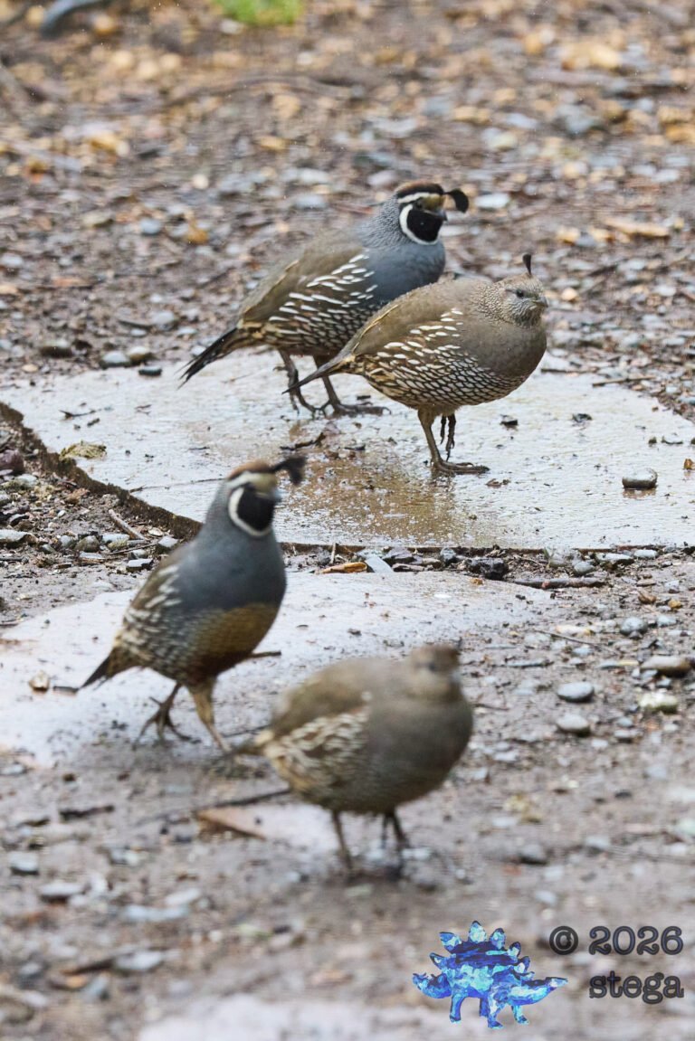 California Quail