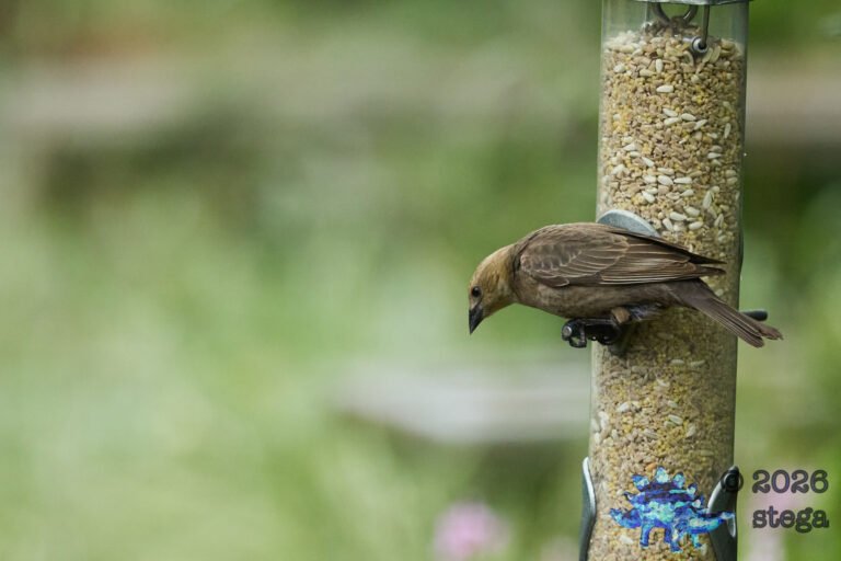 Brown-headed Cowbird