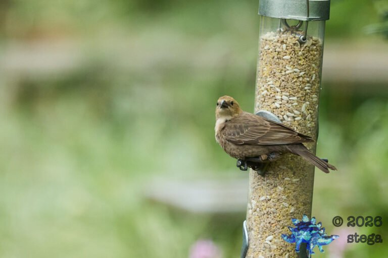 Brown-headed Cowbird