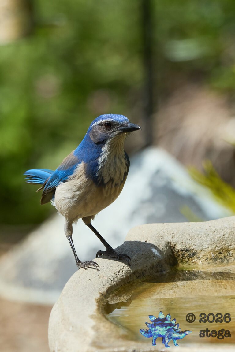 California Scrub Jay