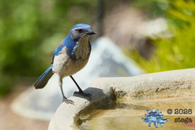 California Scrub Jay