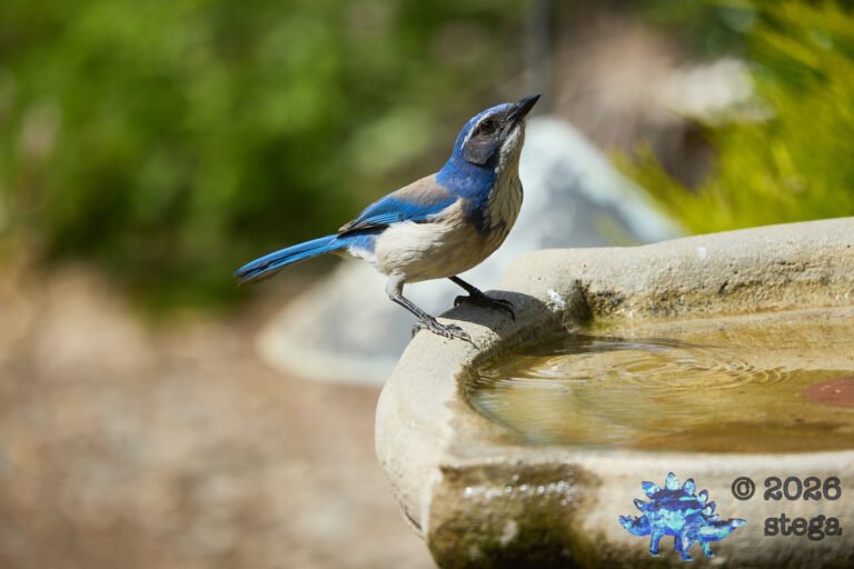 California Scrub Jay