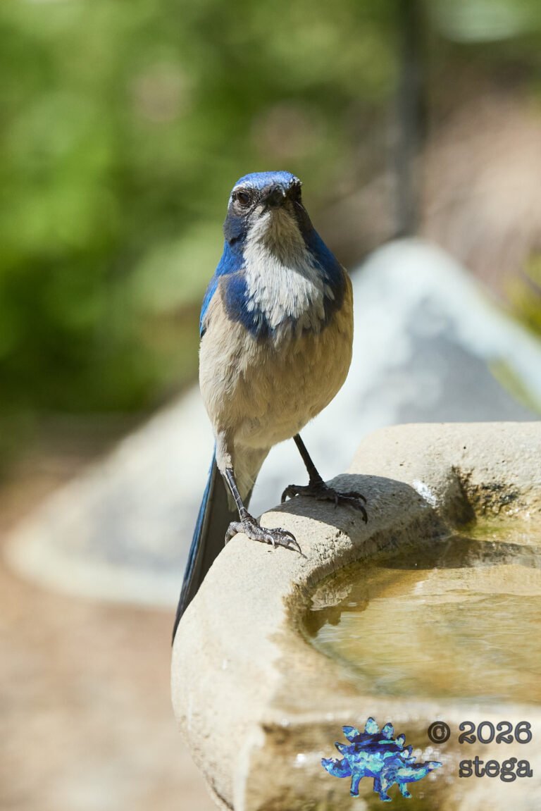 California Scrub Jay
