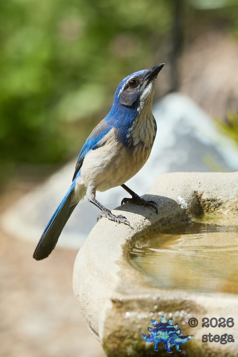 California Scrub Jay