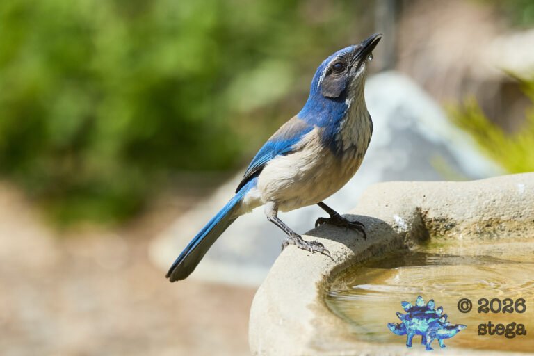 California Scrub Jay