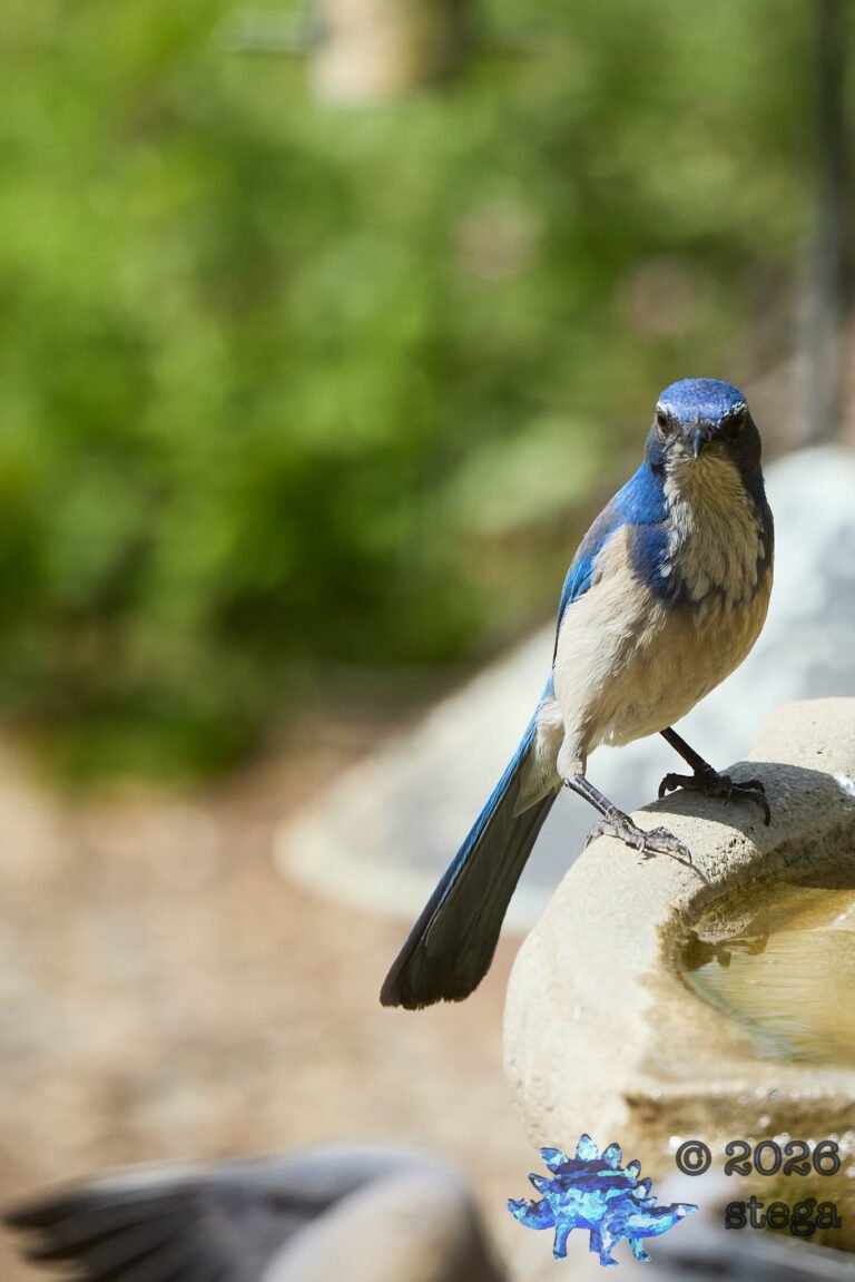 California Scrub Jay