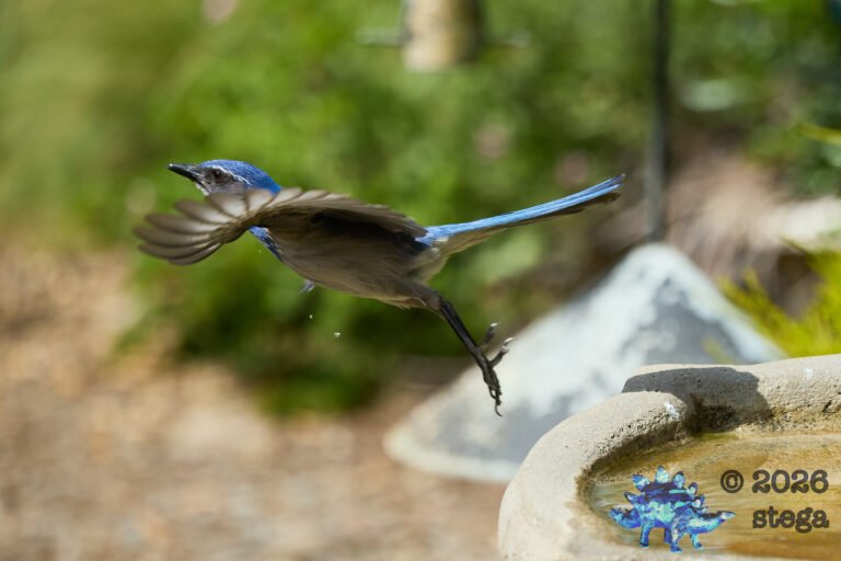 California Scrub Jay