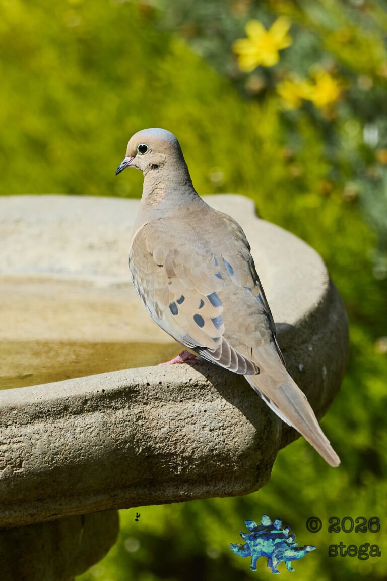 Mourning Dove