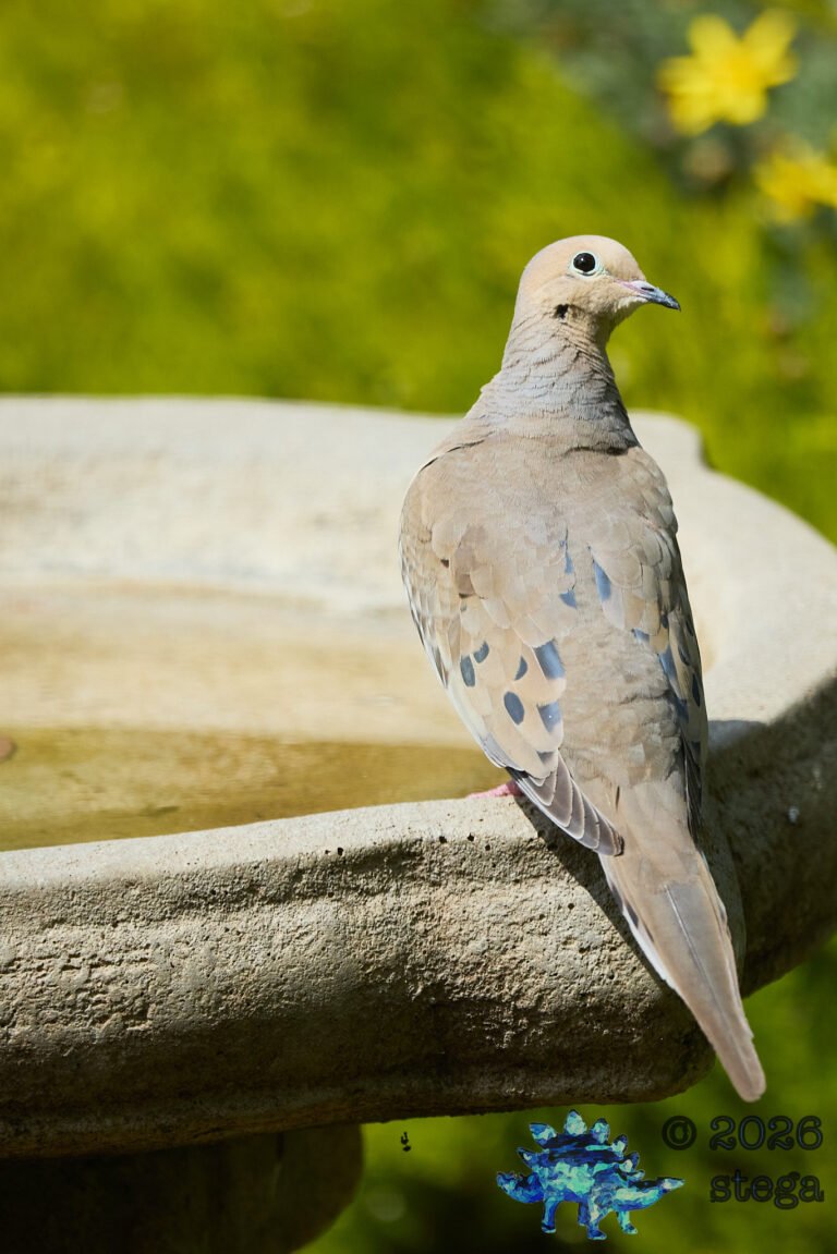 Mourning Dove