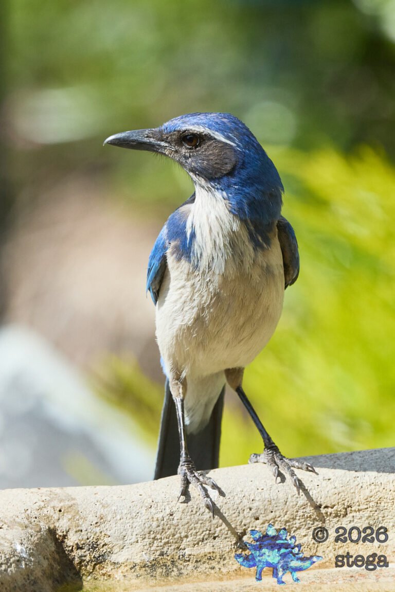 California Scrub Jay