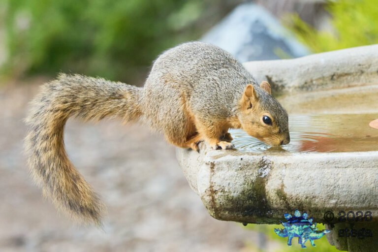 Fox Squirrel