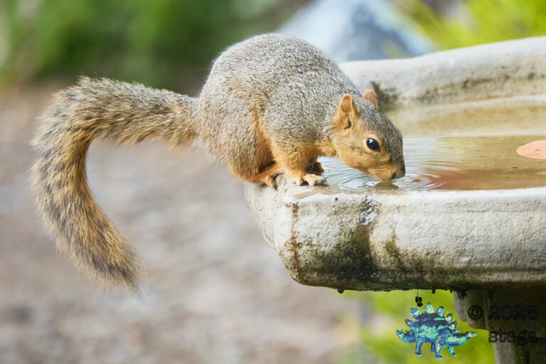 Fox Squirrel