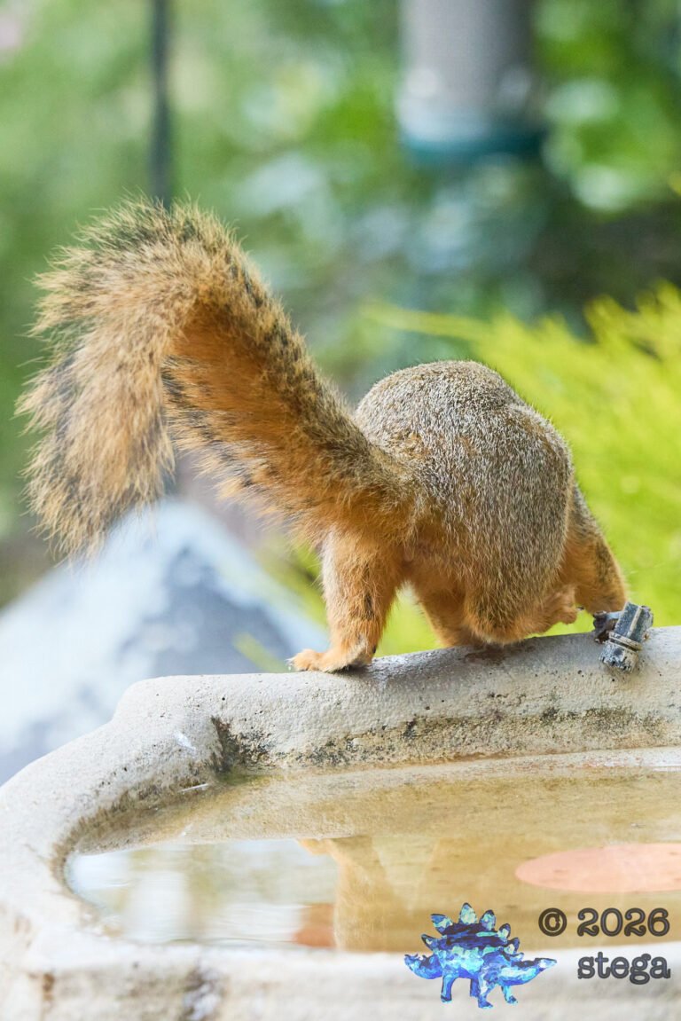 Fox Squirrel