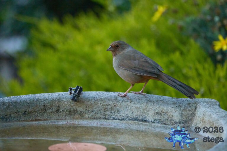 California Towhee