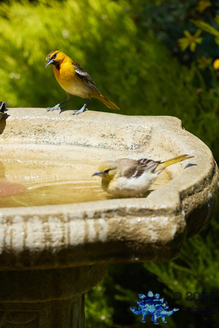 Bullock’s Oriole