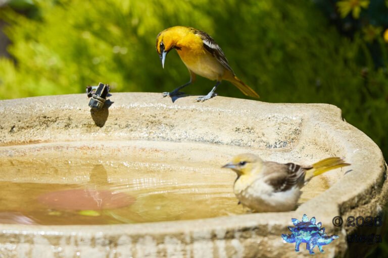 Bullock’s Oriole