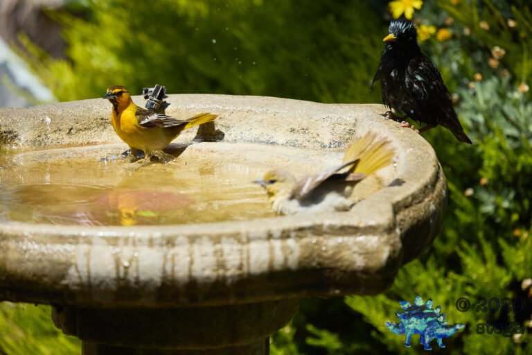 Bullock’s Oriole, European Starling
