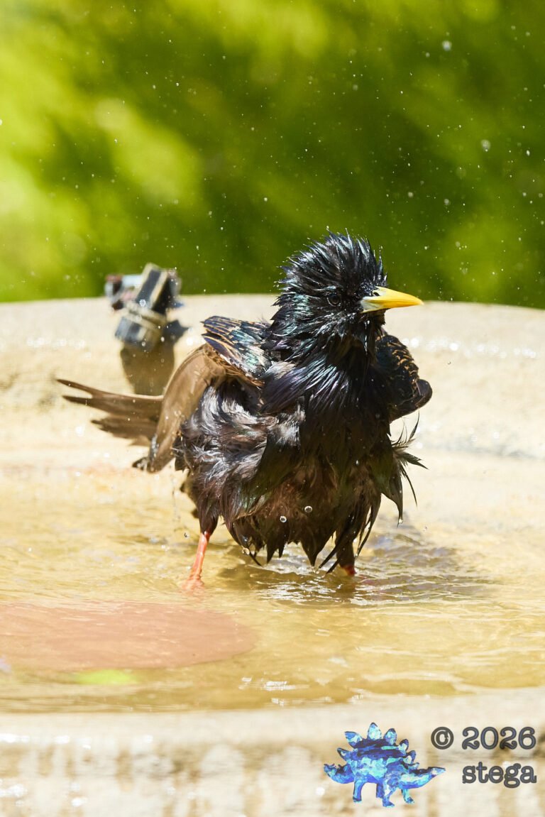 European Starling