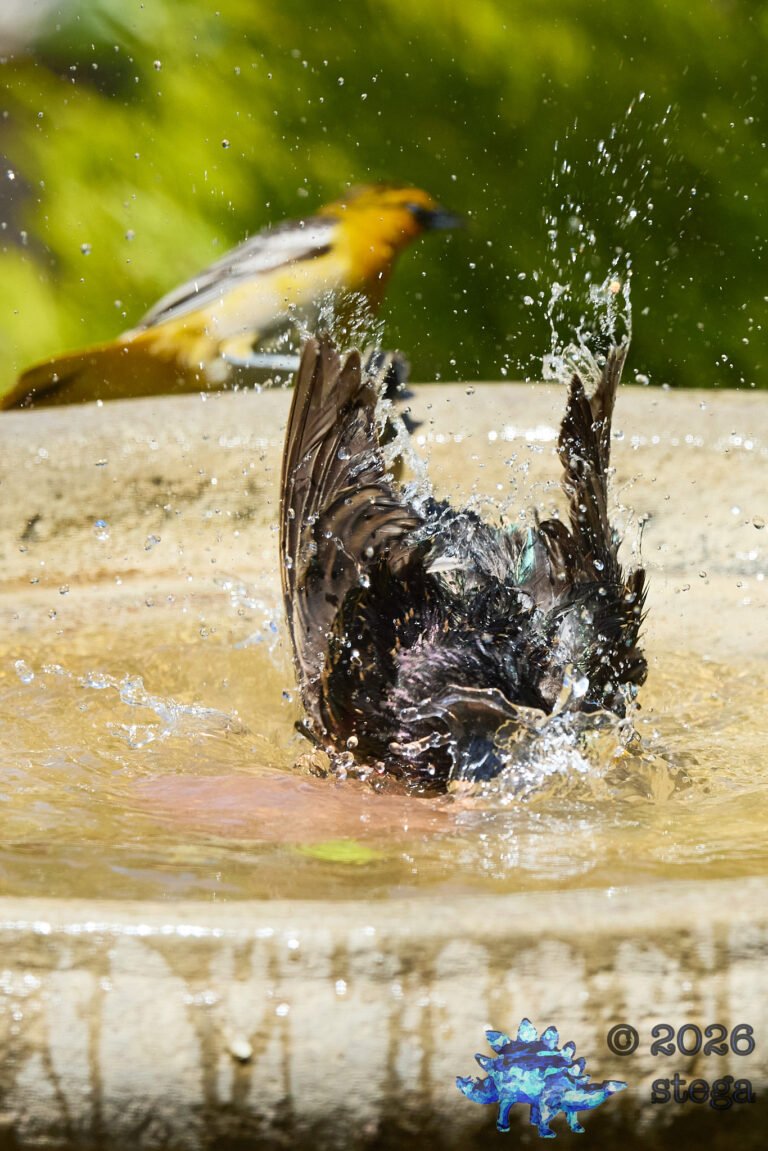 European Starling