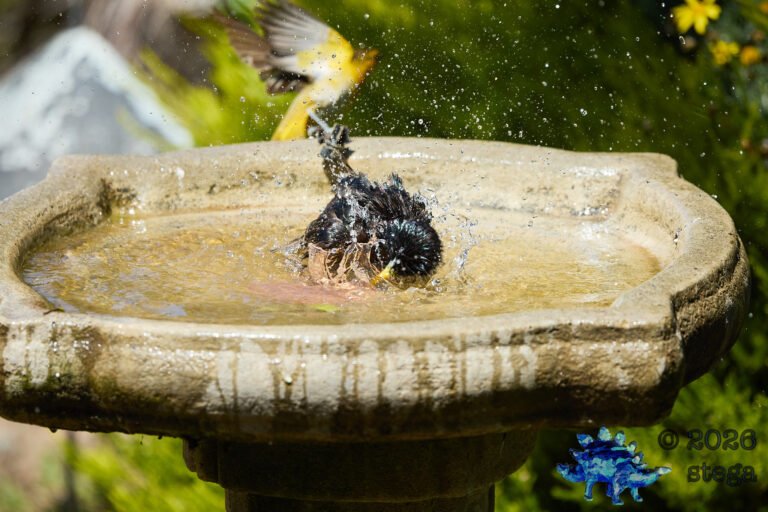 European Starling