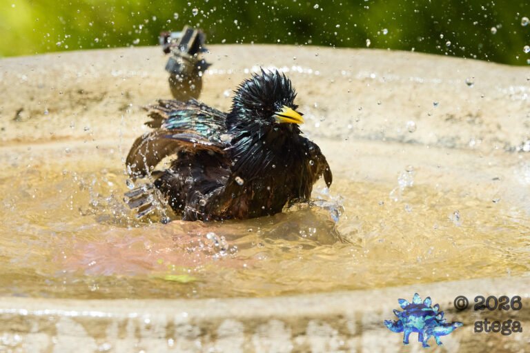 European Starling