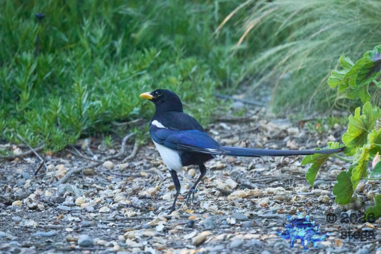 Yellow-billed Magpie