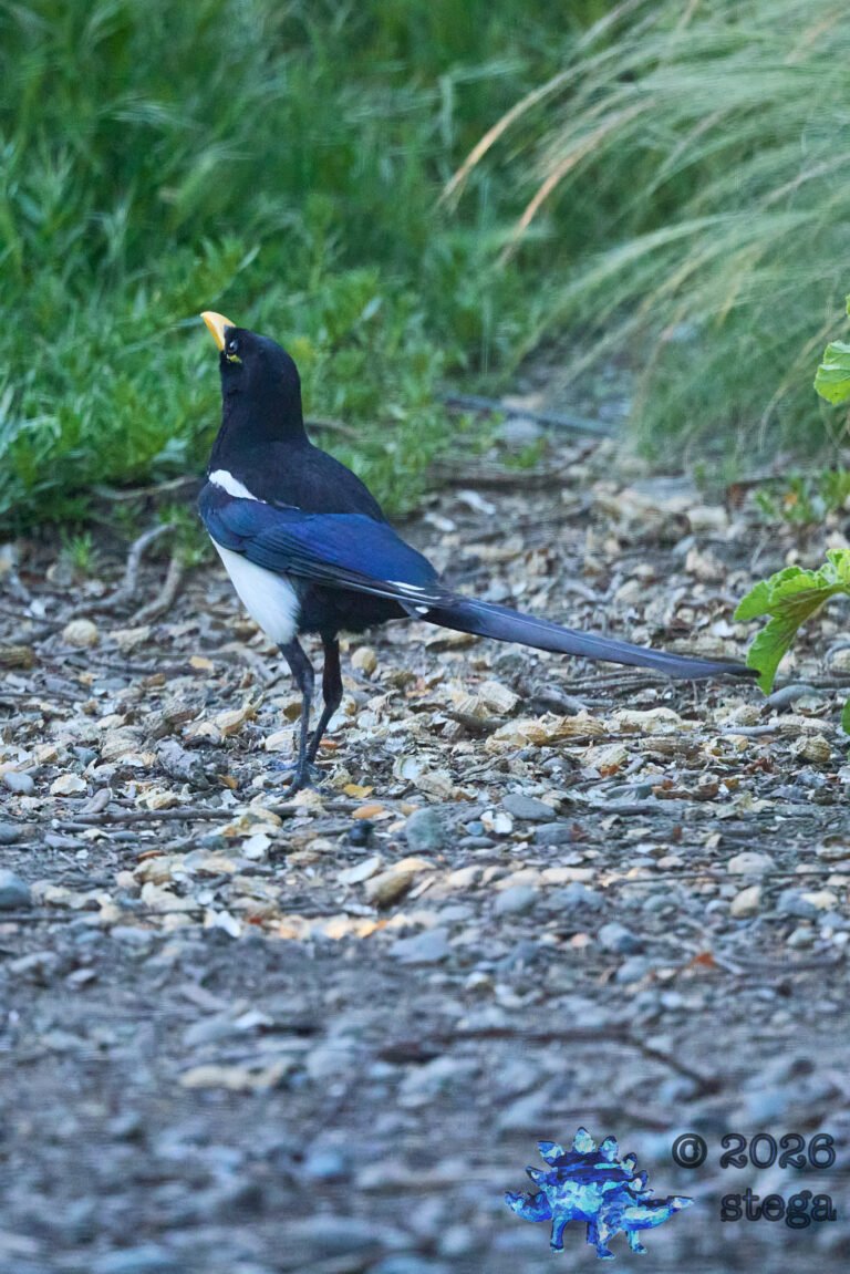 Yellow-billed Magpie