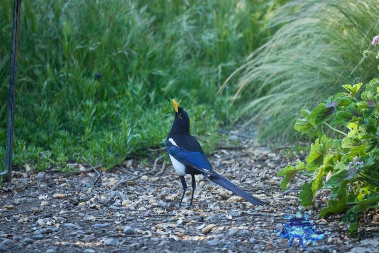 Yellow-billed Magpie