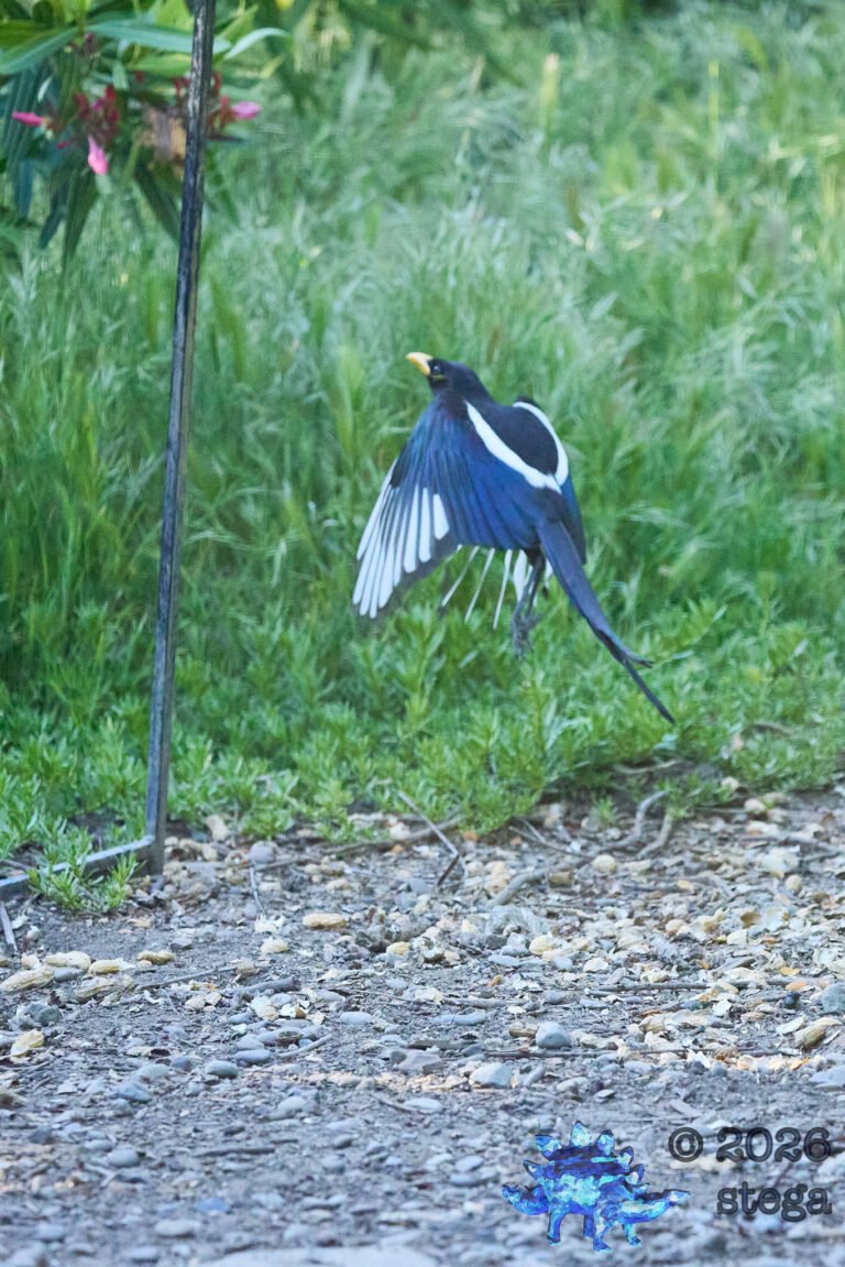 Yellow-billed Magpie
