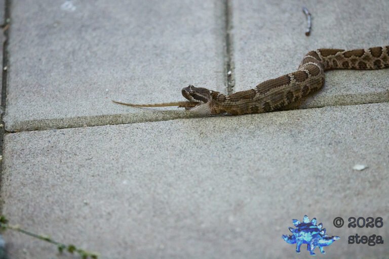 Rattle Snake