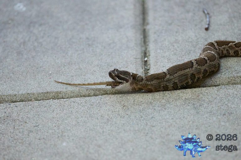 Rattle Snake