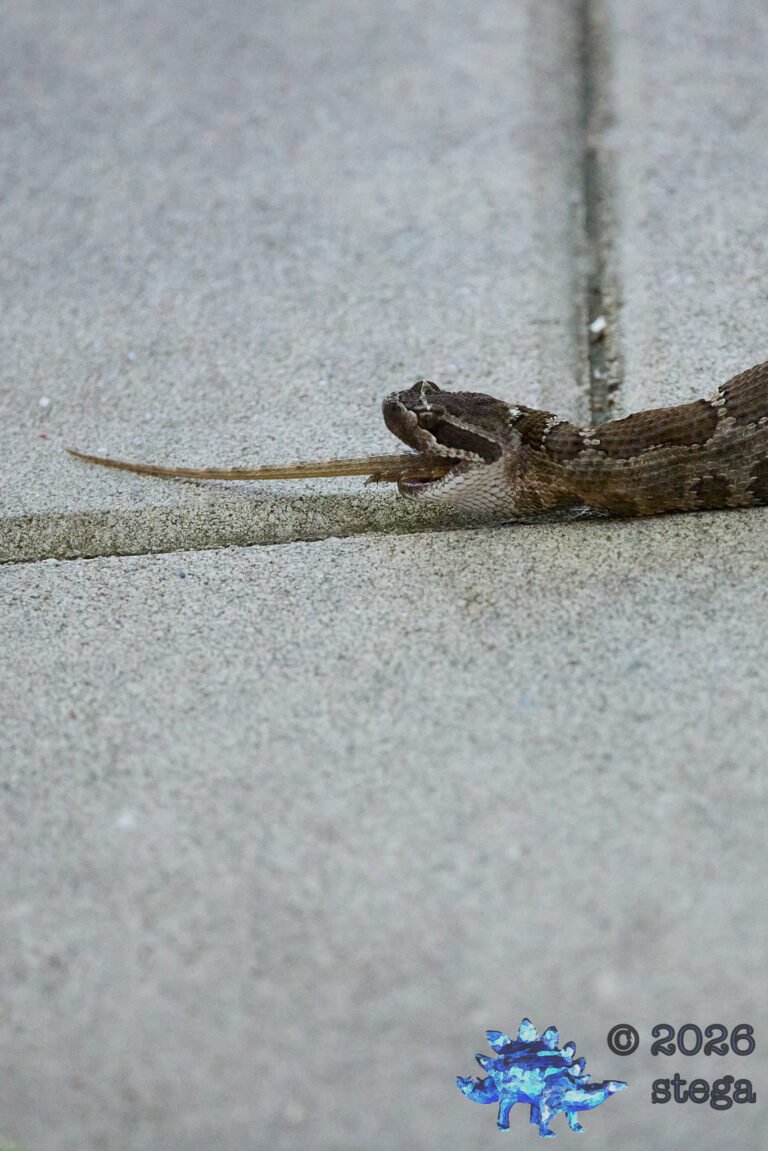 Rattle Snake