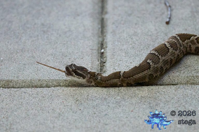 Rattle Snake