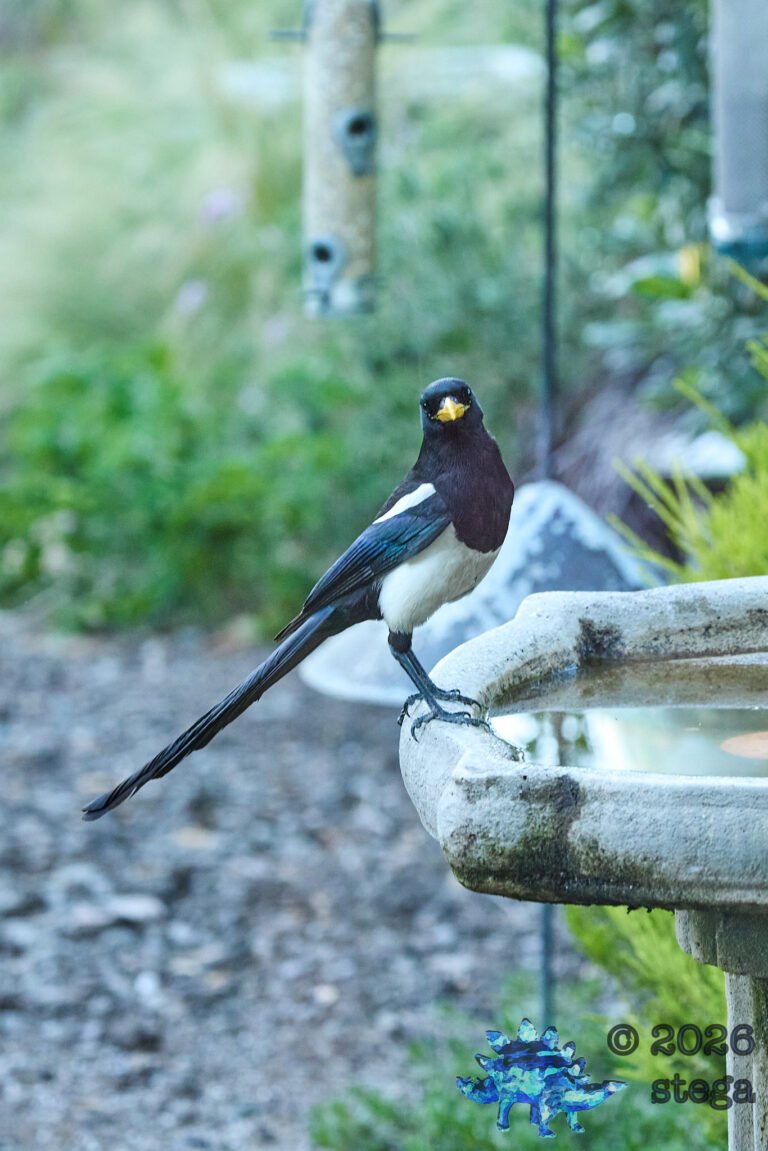 Yellow-billed Magpie