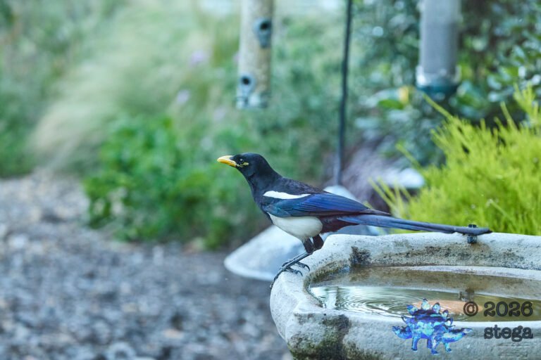 Yellow-billed Magpie