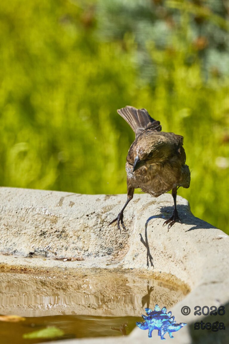Brown-headed Cowbird