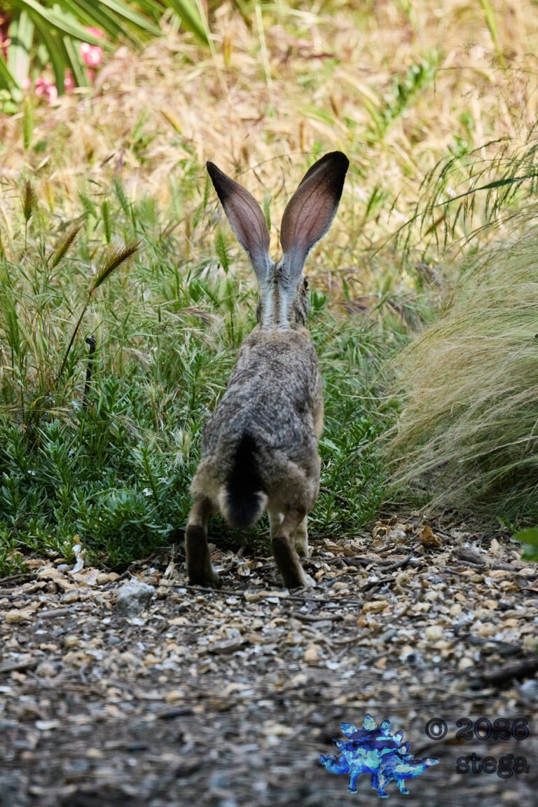 Hare
